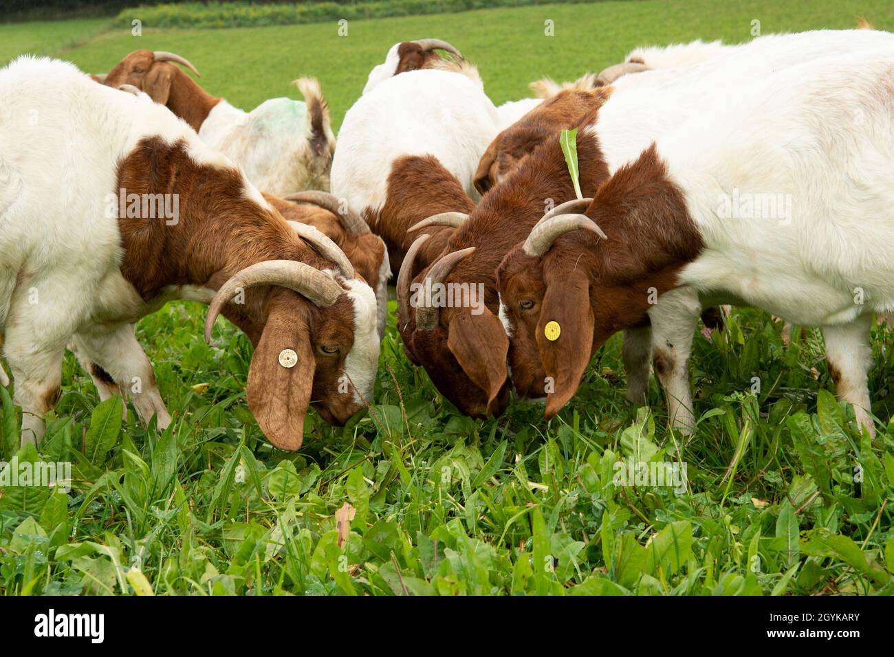 Le capre boere che pascolano in orzo alle erbe Foto Stock