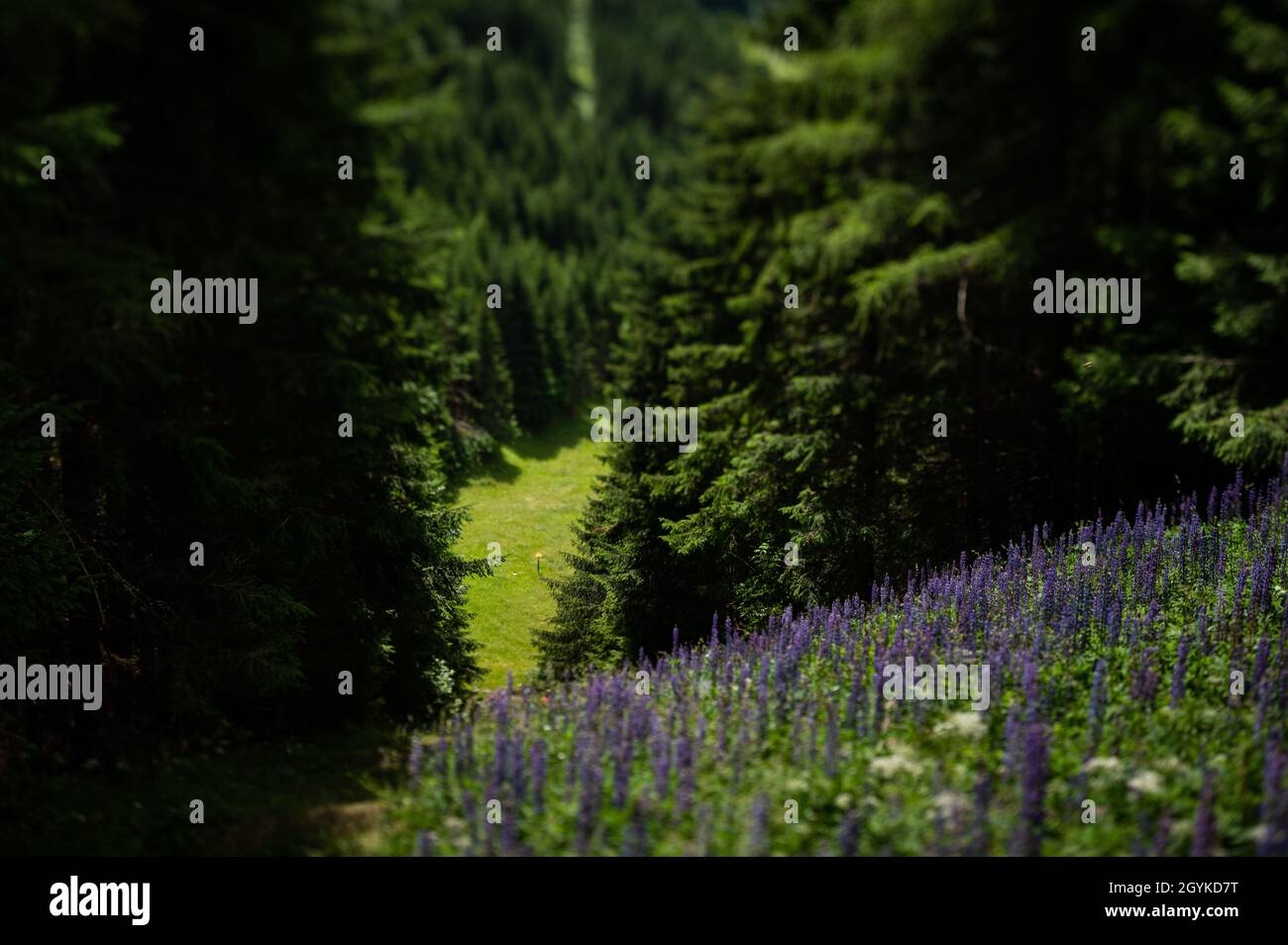 Piccola zona verde nella foresta delle alpi, Tirolo Orientale (Austria) Foto Stock