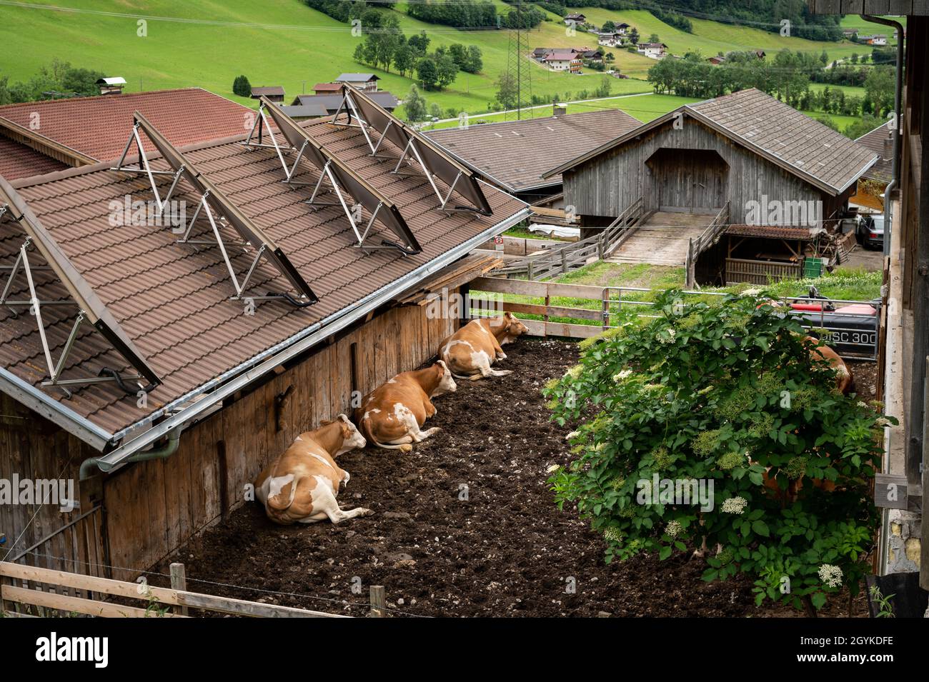 Mucche brune vicino ad una stalla nelle alpi, Matrei in Osttirol (Austria), giorno nuvoloso in estate Foto Stock