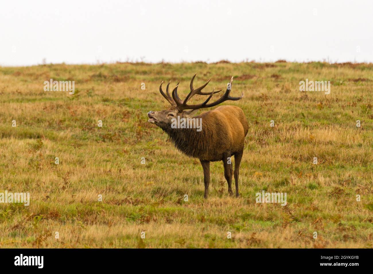 Un unico cervo rosso si trovava nel parco dei cervelli Bradgate, Newton Linford, Leicestershire, Inghilterra, Regno Unito, durante la stagione di rutting Foto Stock