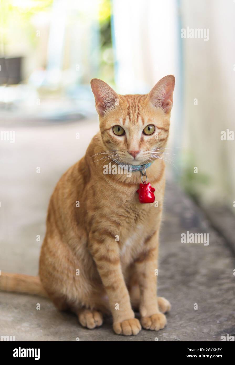 Un gatto arancione indossa un colletto e appende una campana rossa, seduto e guardando la macchina fotografica. Sfondo sfocato, spazio di copia. Foto Stock