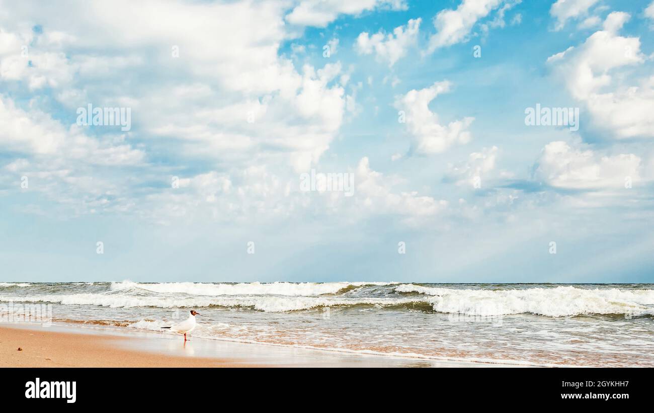 Seagull su una spiaggia di sabbia sullo sfondo del Mar Baltico Foto Stock