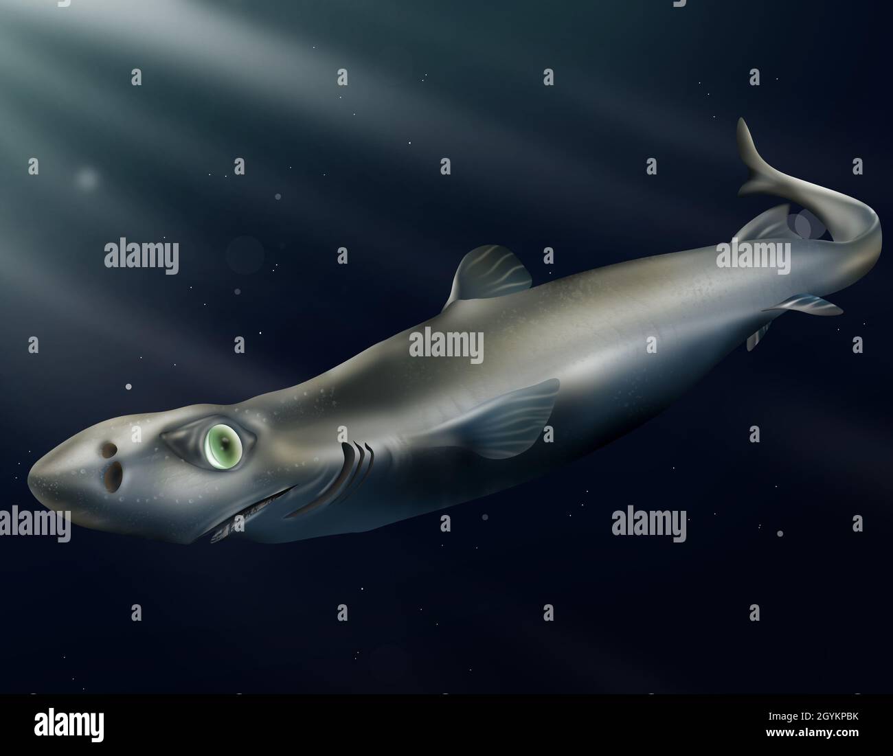 Squalo nano, Etmopterus perryi (squalo lanterna nana Foto stock - Alamy