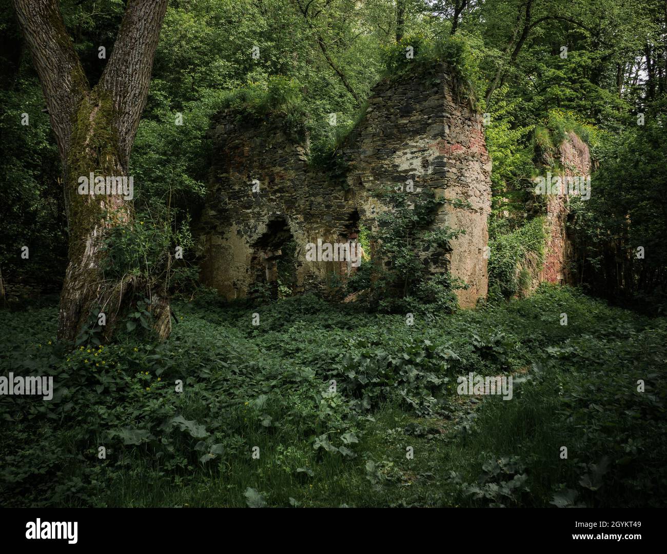 Vecchia casa coltivata con foresta giungla. Atmosfera infestata di vecchio edificio quando la natura lo riporta indietro. Foto Stock