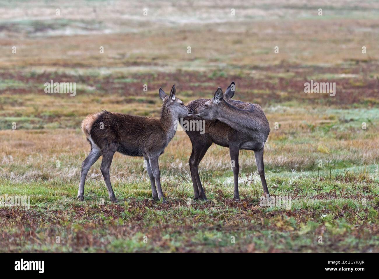 Una foto autunnale piovosa di cervo rosso a Bradgate Park, Newton Linford, Leicestershire, Inghilterra Regno Unito. Foto Stock