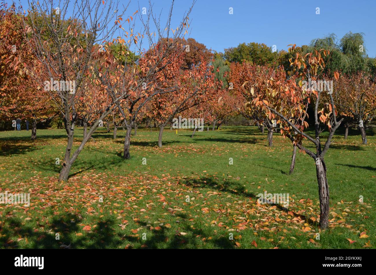 Sfondo monocromatico minimalista con grandi foglie rosse e arancioni e piccoli fiori di ciliegie nel Giardino Giapponese dall'Herastrau Park a Bu Foto Stock