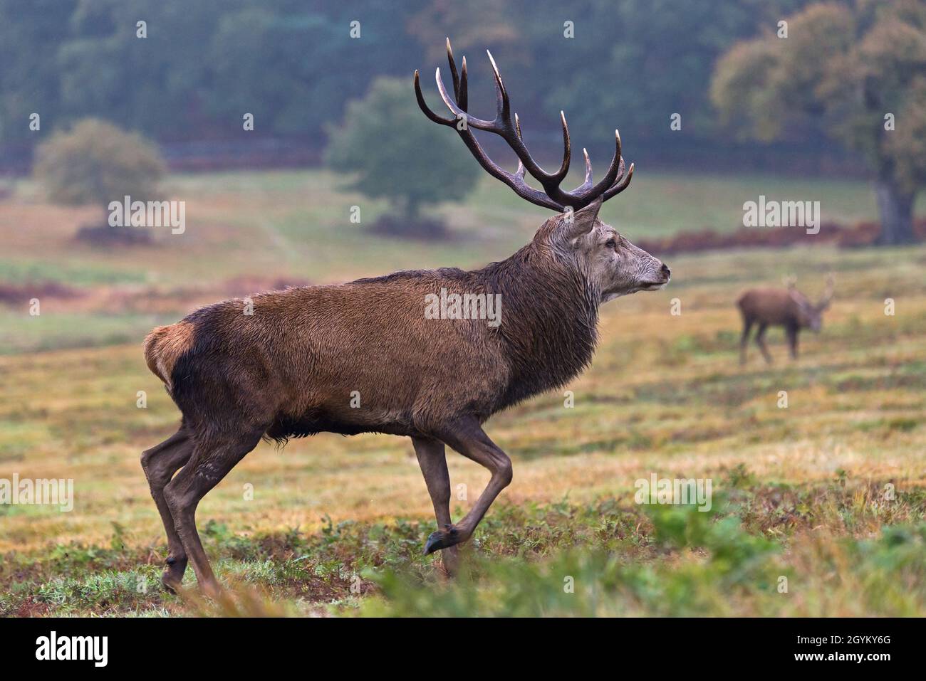 Una foto autunnale piovosa di cervo rosso a Bradgate Park, Newton Linford, Leicestershire, Inghilterra Regno Unito. Foto Stock