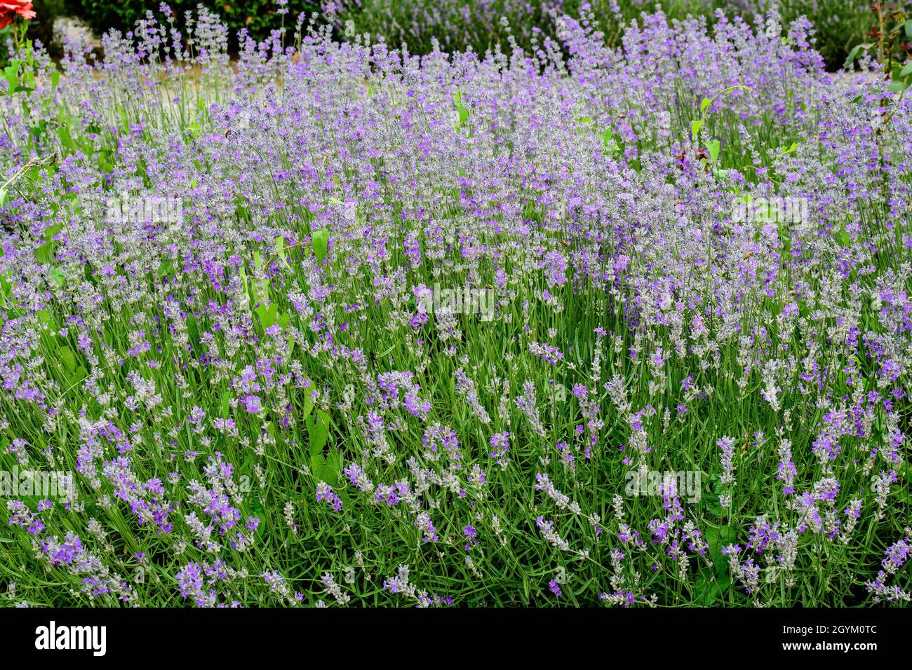 Molti piccoli fiori di lavanda blu in un giardino in una giornata estiva soleggiata fotografata con fuoco selettivo, bello sfondo floreale esterno Foto Stock