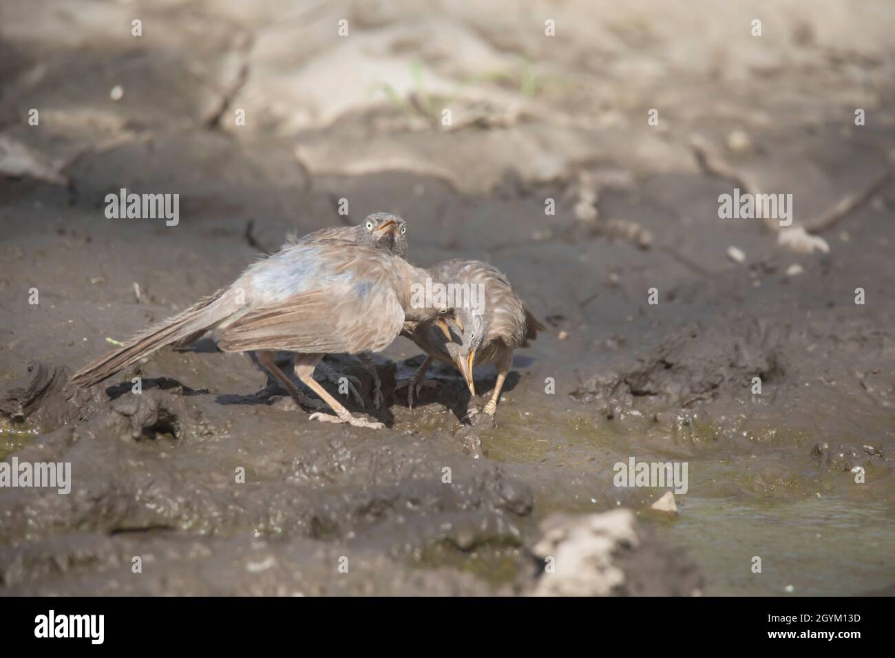 Grande cucciolone grigio, Turdoides malcolmi, India Foto Stock