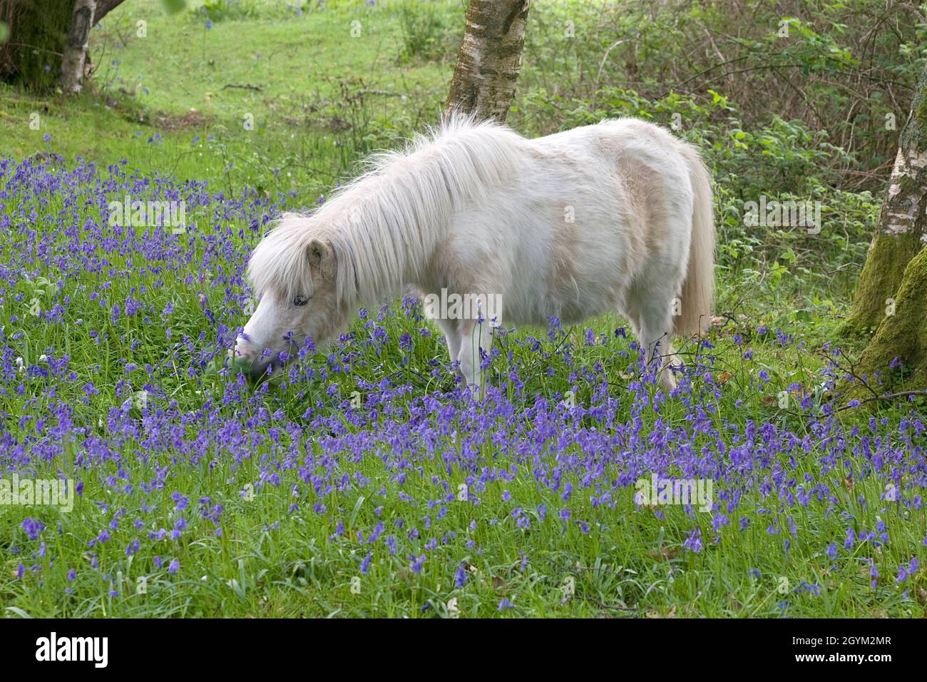 Pony bianco pascolo tra bluebells, Castle Woods, Caerlaverock, Dumfries & Galloway, Scozia Foto Stock
