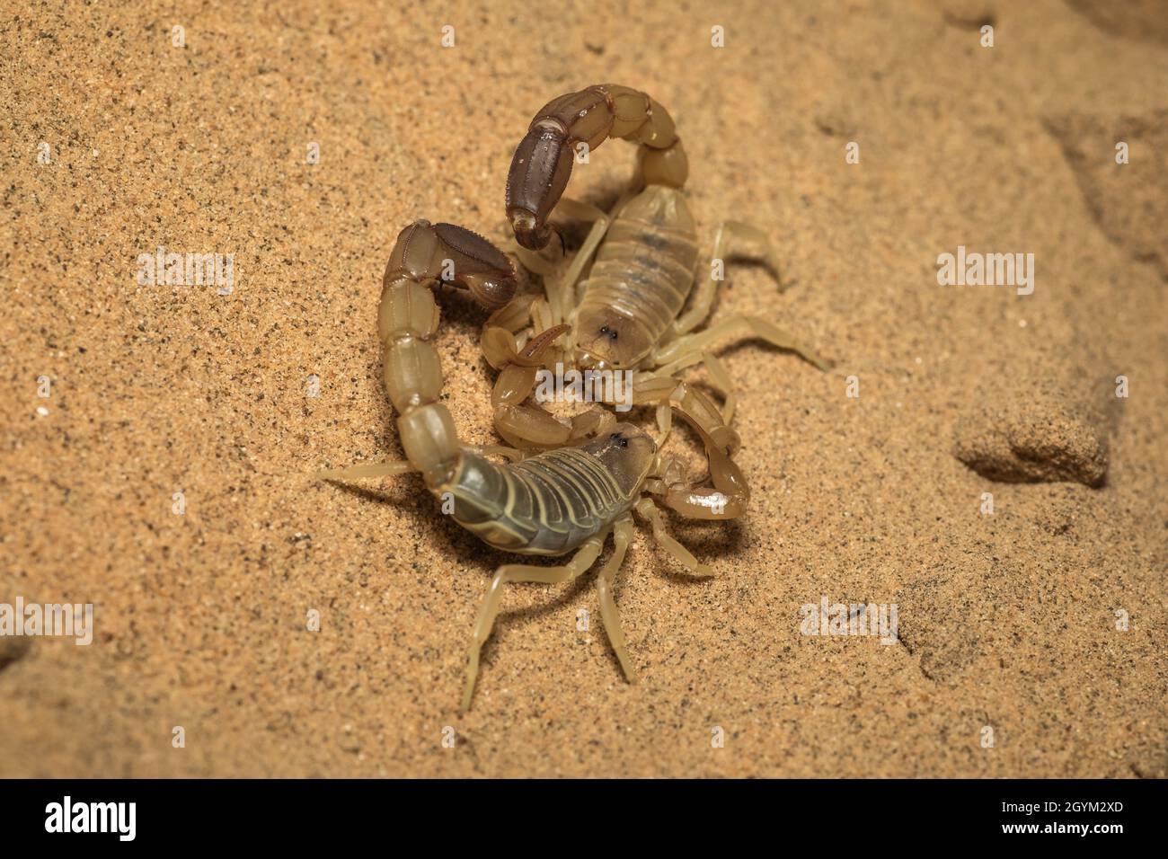 Androctonus sp., Scorpion, scorpione mortale, Sand Dune, Jaisalmer, Desert National Park, Rajasthan, India Foto Stock