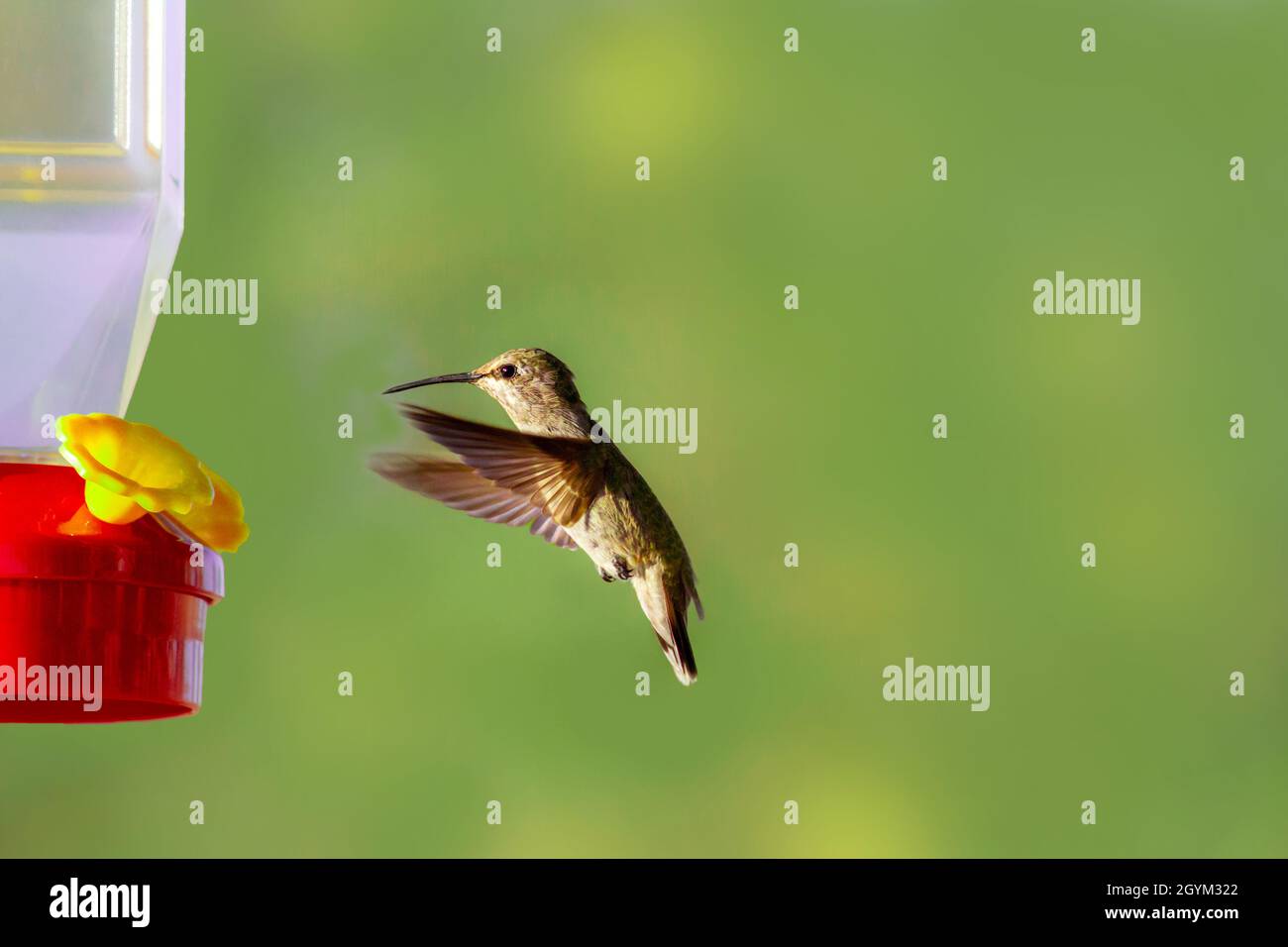 Un colibrì che si trova davanti ad un alimentatore di nettare con le ali davanti Foto Stock