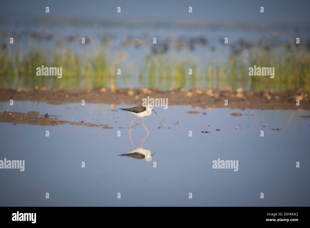 Slide ad ala nera, Himantopus himantopus, uccello d'acqua, Rann of Kutch, Gujarat, India Foto Stock