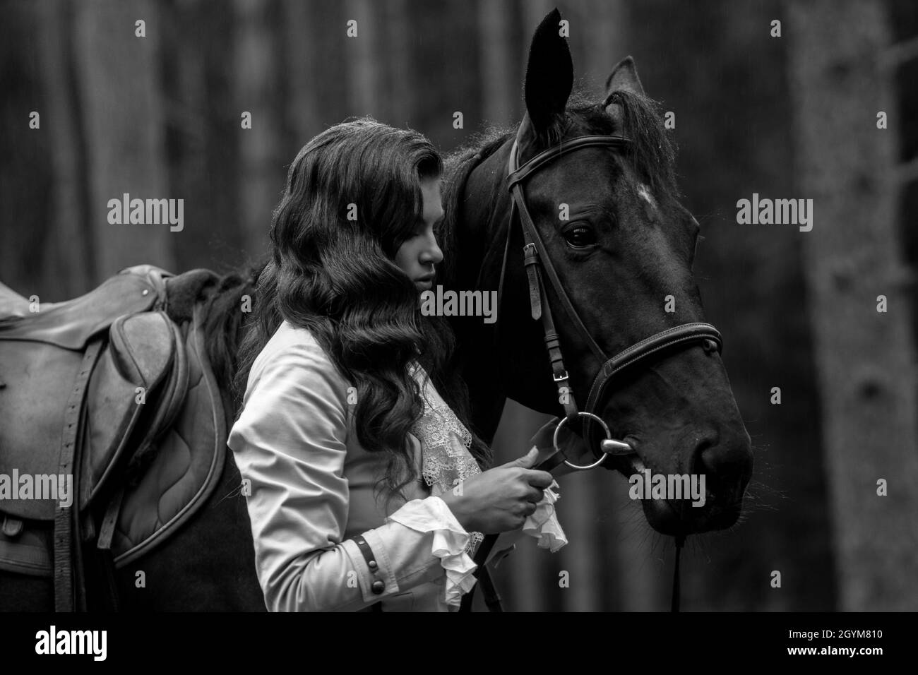 Un giovane e bello pilota brunette accanto ad un cavallo nero in munizioni complete, ritratto in una stalla in una zona forestale Foto Stock