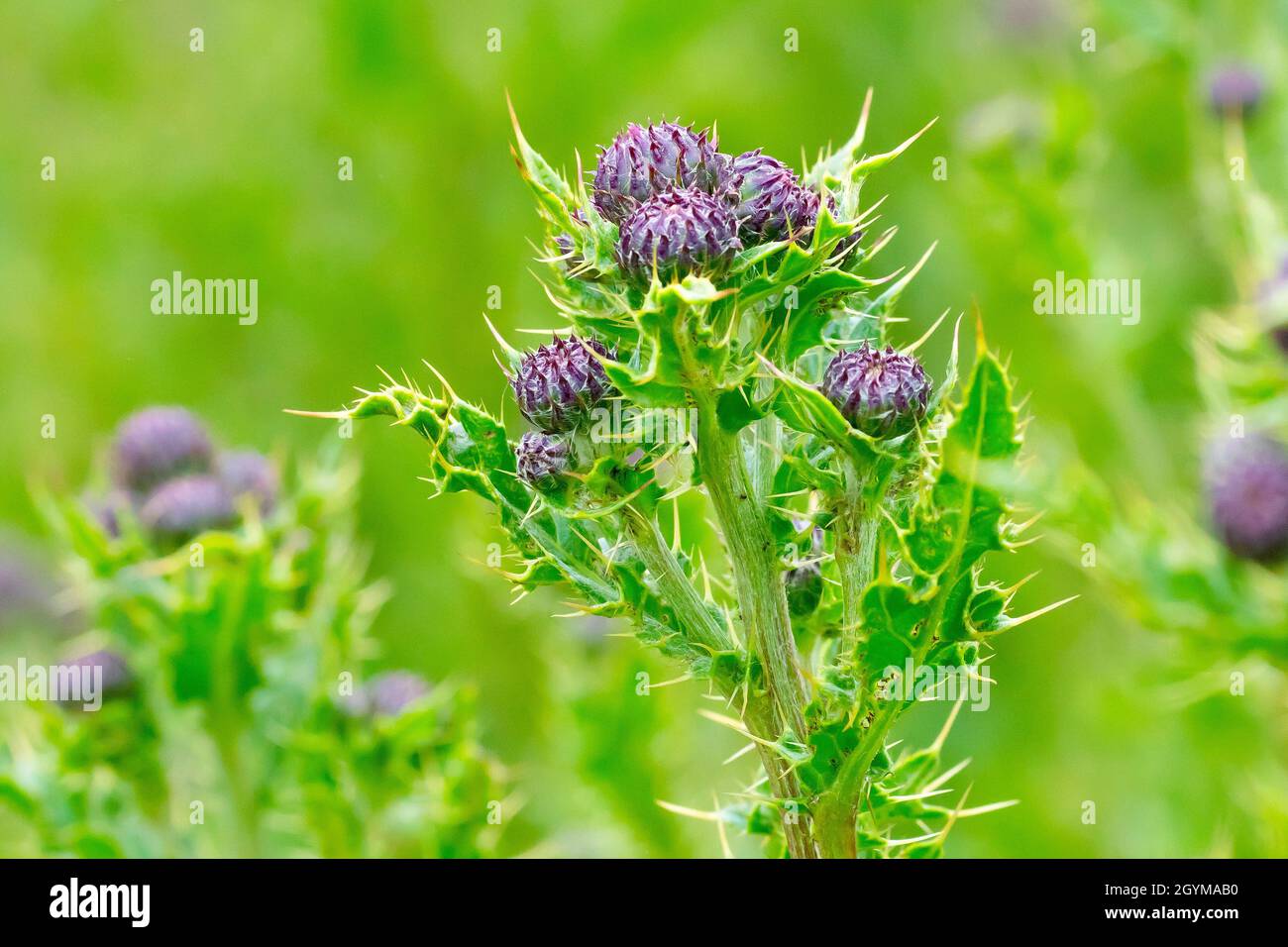 Creeping Thistle (arvense di cirsium), primo piano mettendo a fuoco su una singola pianta da molti che mostrano i germogli di fiore inaperti e le foglie pungente. Foto Stock