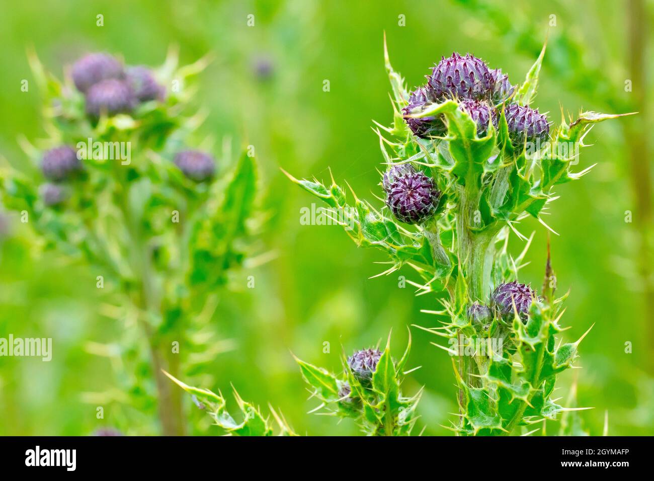 Creeping Thistle (arvense di cirsium), primo piano mettendo a fuoco su una singola pianta da molti che mostrano i germogli di fiore inaperti e le foglie pungente. Foto Stock