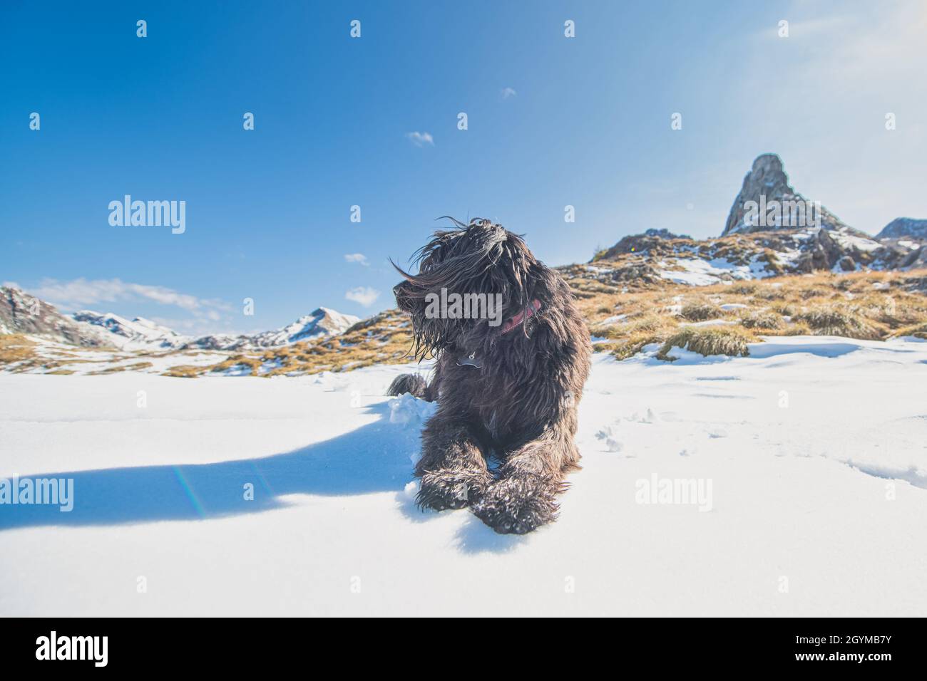 Il cane pastore italiano riposa sulla neve e guarda lontano Foto Stock