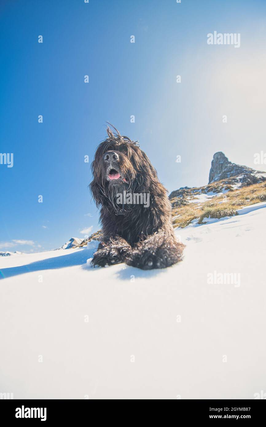Il cane pastore delle Alpi Italiane osserva lontano Foto Stock