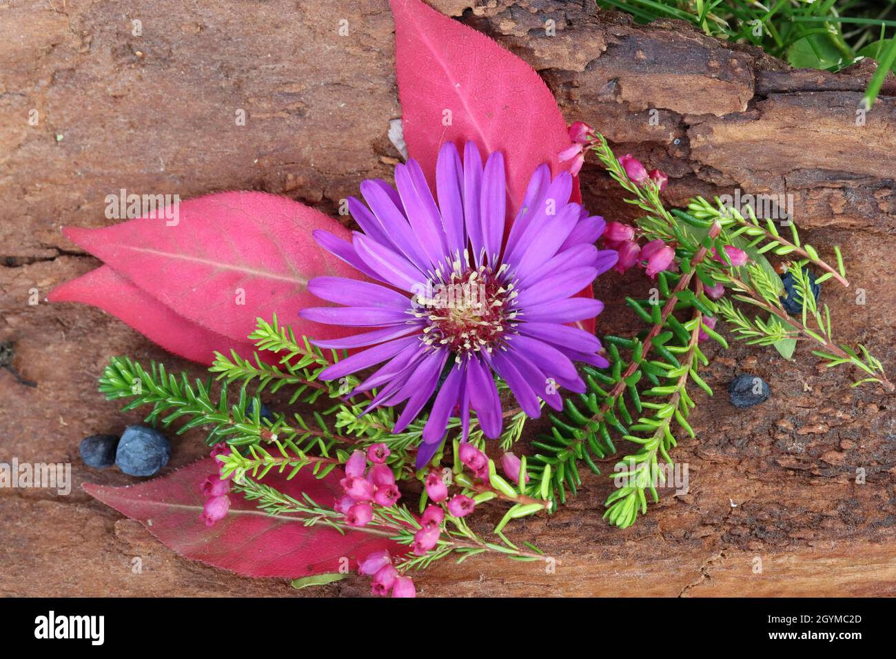 una disposizione autunnale su un pezzo di corteccia di albero costituito da foglie rosa, rami di erica, alcuni bacche blu e la testa di fiore di un formico d'astro Foto Stock