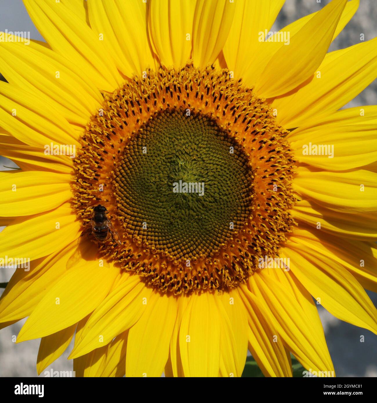 vista diretta nella bella fioritura di un grande girasole giallo Foto Stock