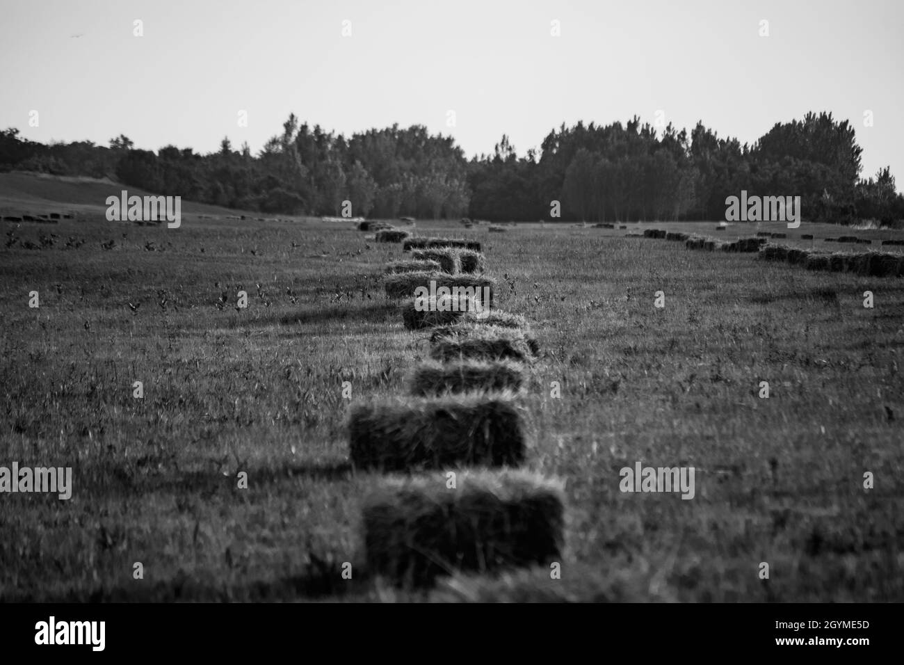 Immagine in scala di grigi del campo agricolo Foto Stock