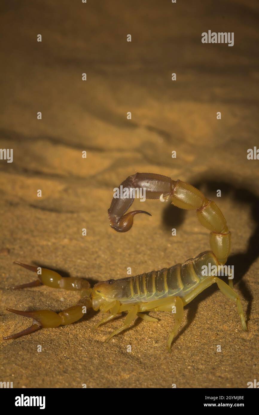 Androctonus sp., Scorpion, scorpione mortale, Sand Dune, Jaisalmer, Desert National Park, Rajasthan, India Foto Stock