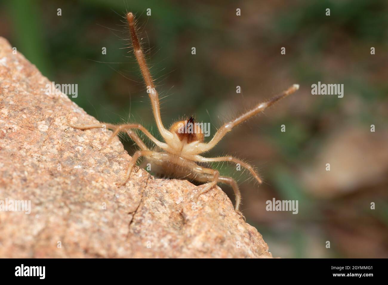Solifuge, Sun Spider, Galeodes granti, India Foto Stock