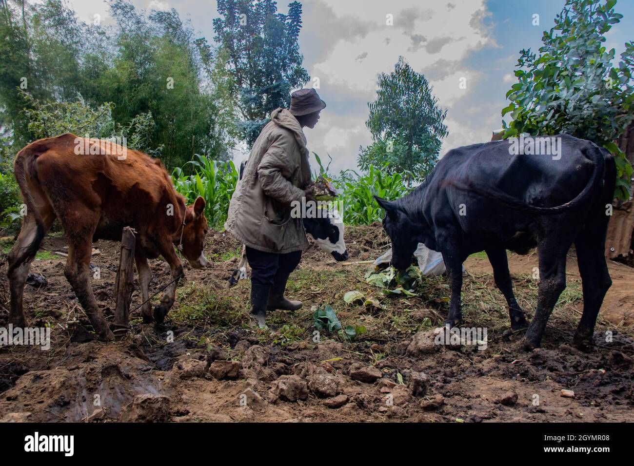 Un contadino che alimenta le sue mucche. Ruanda. Foto Stock