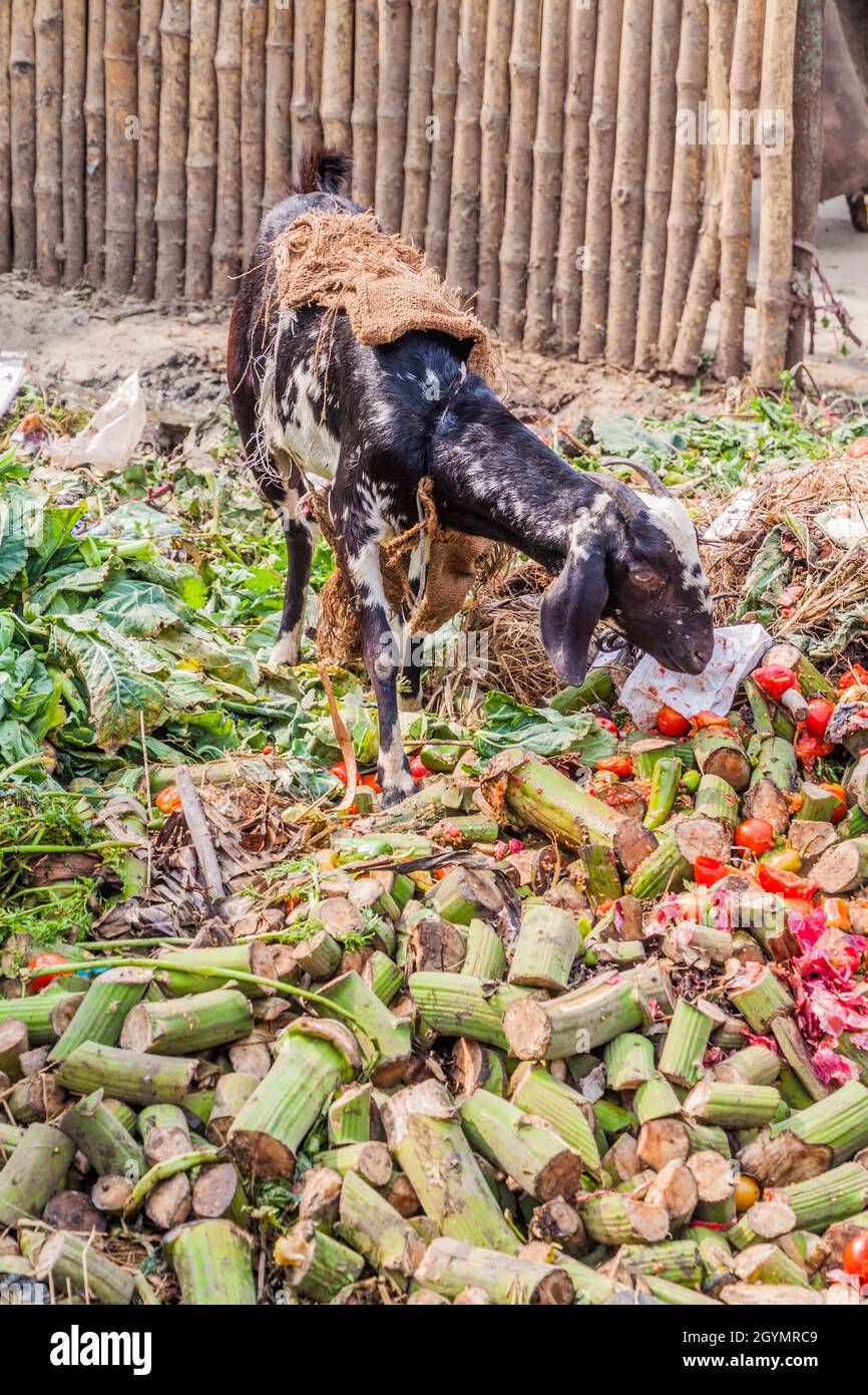 La capra che mangia i rifiuti ad un mercato vegetale in Lucknow, stato di Uttar Pradesh, India Foto Stock