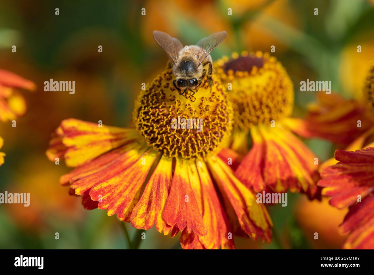 Primo piano di un'ape miele che impollinano i fiori sneezeweed comuni (helenium autumnale) Foto Stock