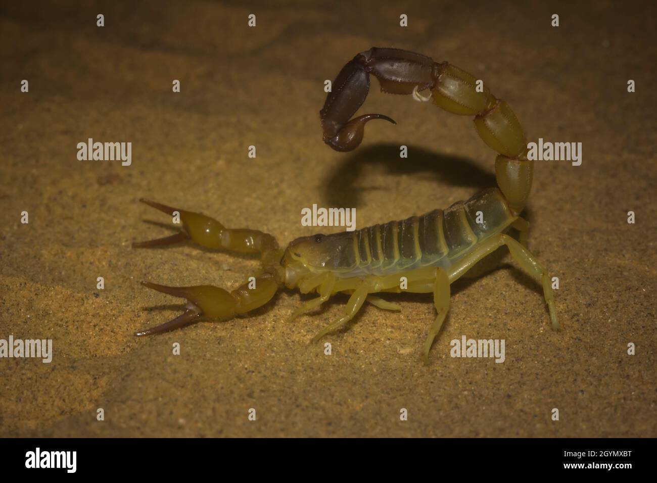 Androctonus sp., Scorpion, scorpione mortale, Sand Dune, Jaisalmer, Desert National Park, Rajasthan, India Foto Stock