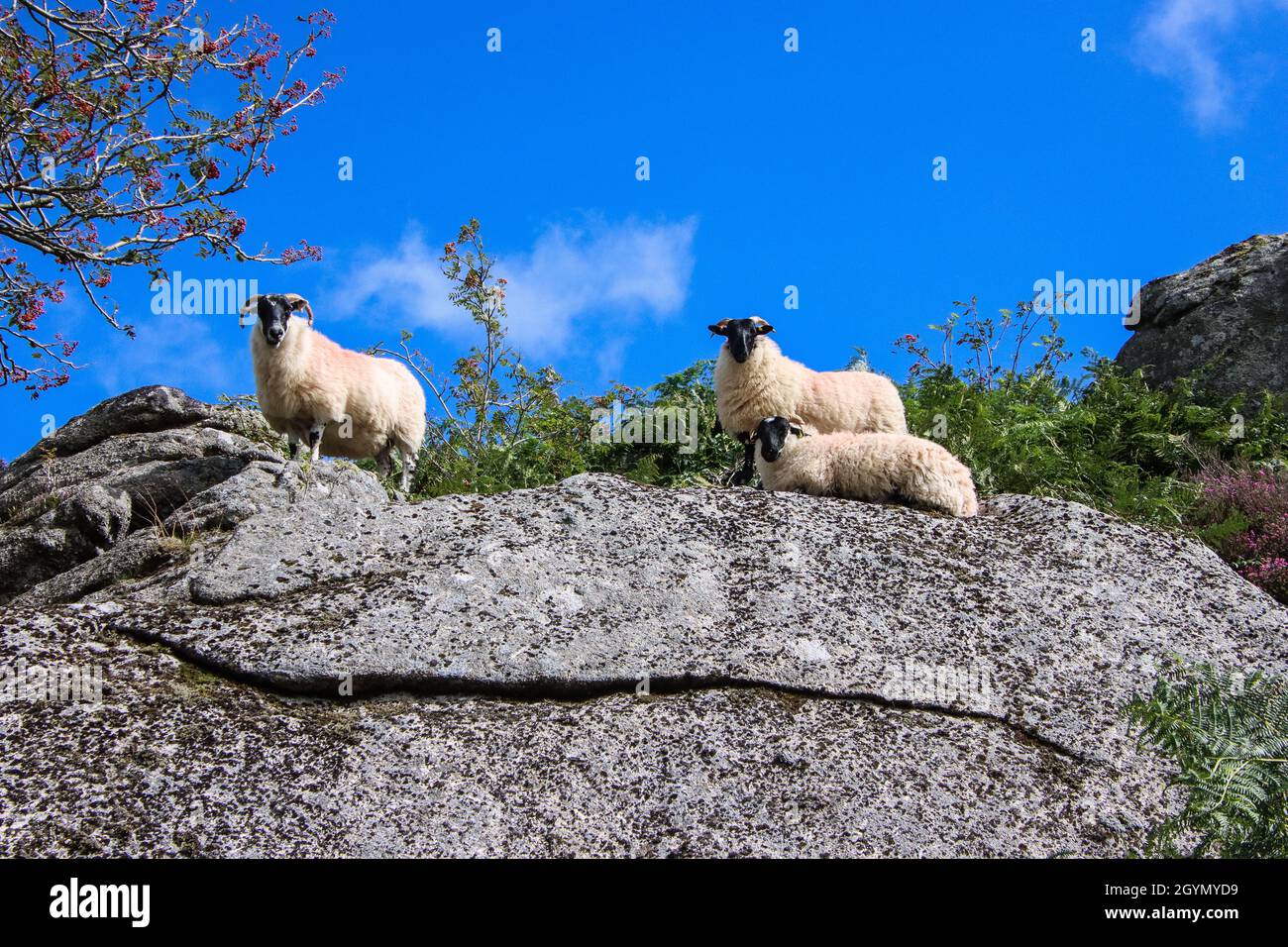 Tre pecore rilassarsi al sole su un affioramento di granito nel Parco Nazionale di Dartmoor. Foto Stock