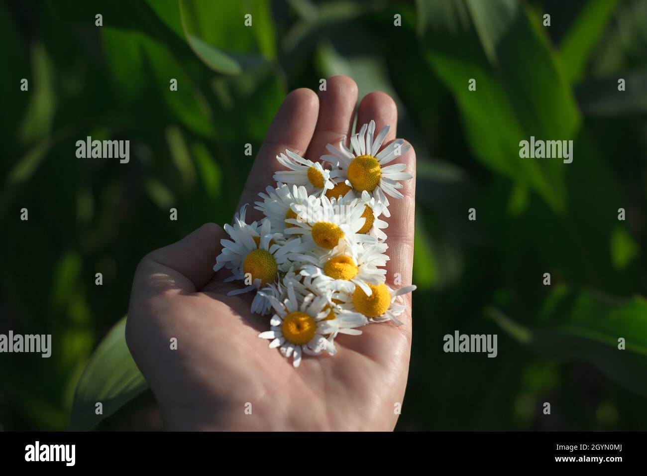 Mani da uomo con fiori freschi di farmacia camomilla, primo piano. Una manciata piena di camomilla. Foto Stock