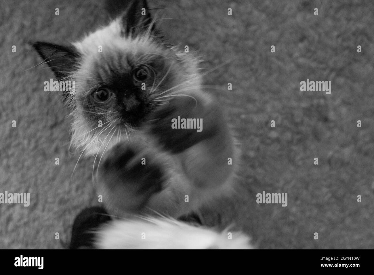 Scatto in scala di grigi ad angolo elevato di un soffice gatto Birman in piedi su un tappeto Foto Stock