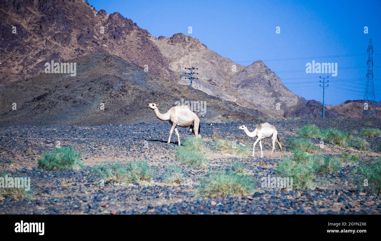 Cammello modo di ritorno alla fattoria dal deserto Foto Stock