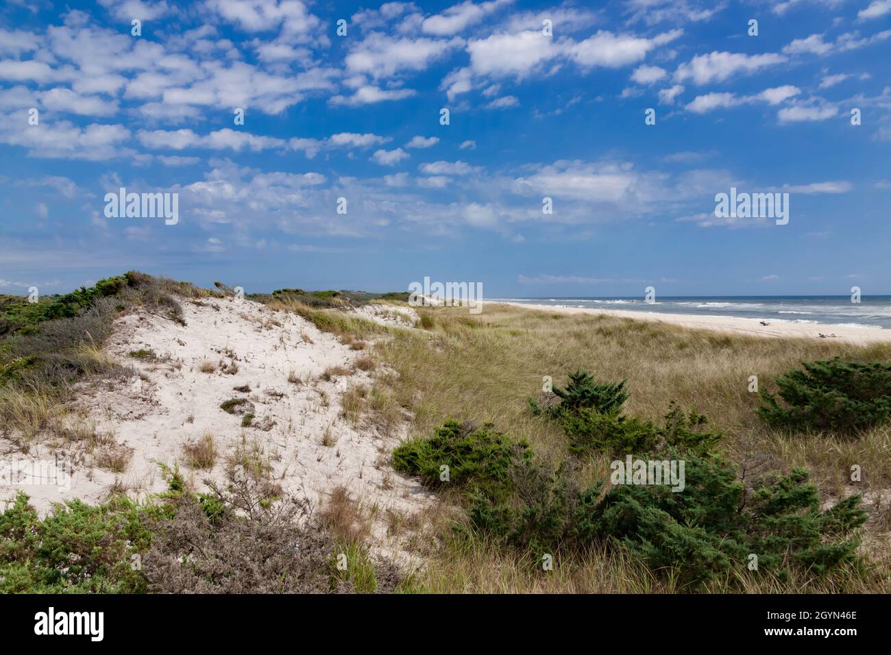 Dune di sabbia tra il Cherry Grove di Fire Island e i pini nella contea di Suffolk, New York, USA. Foto Stock