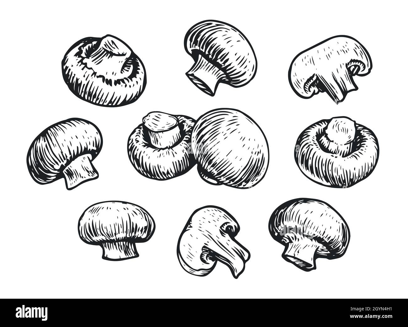 Set di funghi, disegno a mano. Concetto di cibo. Illustrazione vettoriale di Champignon Illustrazione Vettoriale