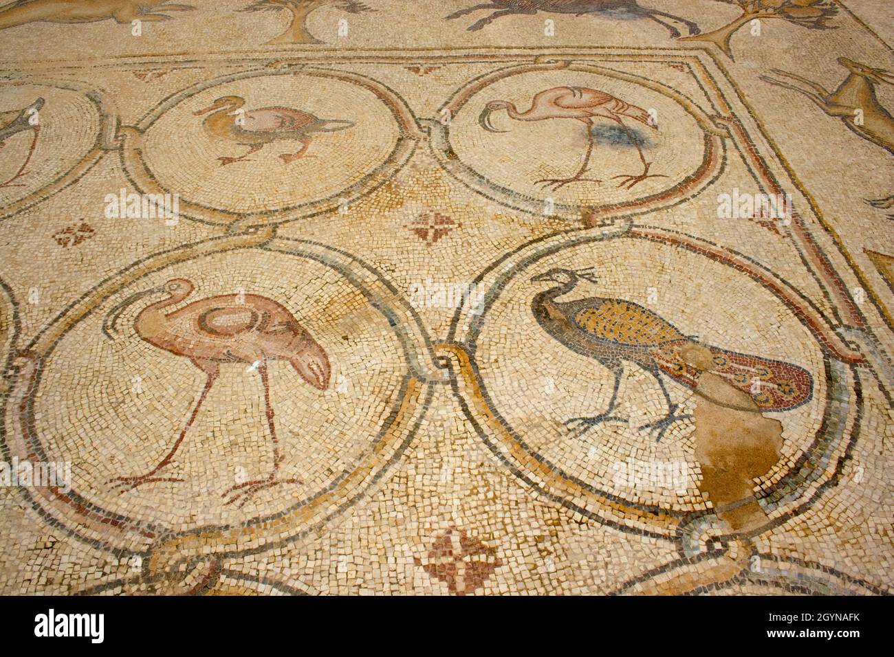 Il Mosaico degli uccelli è un pavimento di mosaico bizantino scoperto a Cesarea, Israele. Caesarea Maritima è nota anche come Caesarea Palestinae Foto Stock