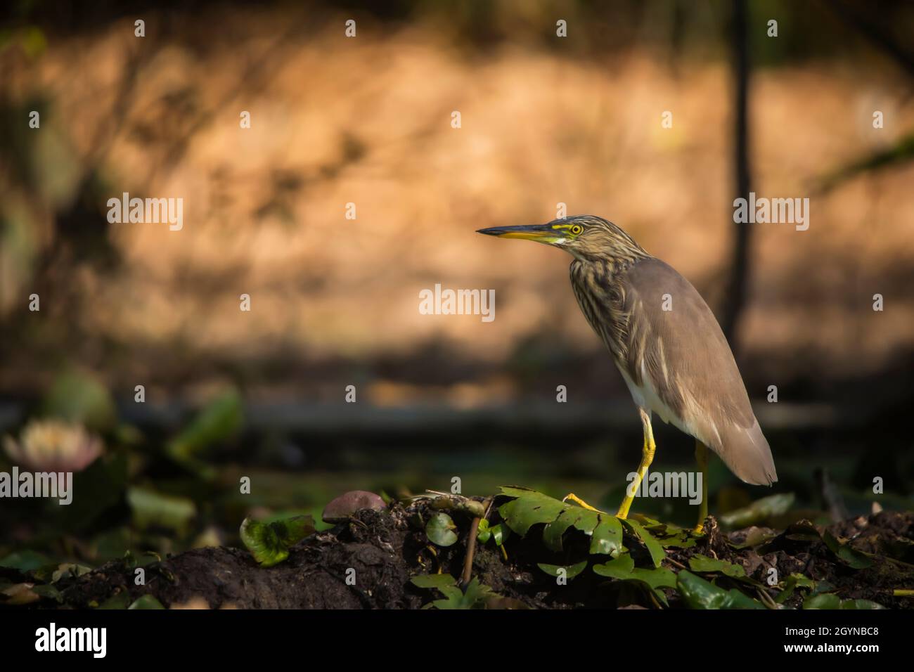 Airone indiano stagno, Ardeola grayii, riserva della tigre di Pench, India Foto Stock