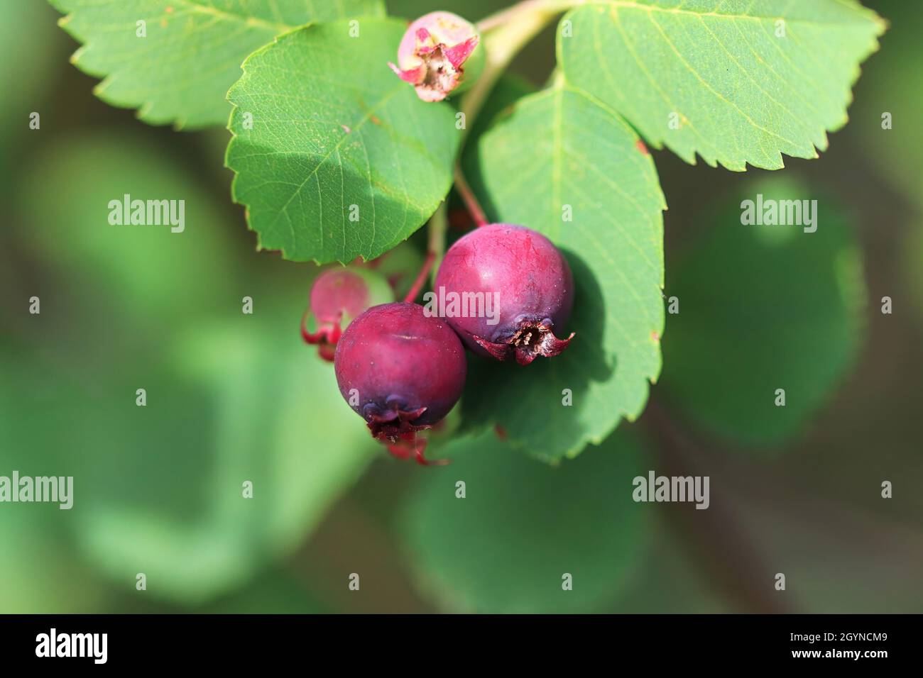 Bacche di Saskatoon e foglie su un albero Foto Stock