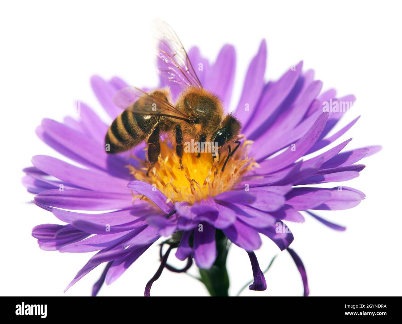 Particolare di ape o di ape in latino Apis mellifera, europeo o occidentale ape di miele seduta sul fiore viola isolato su sfondo bianco, oro hon Foto Stock