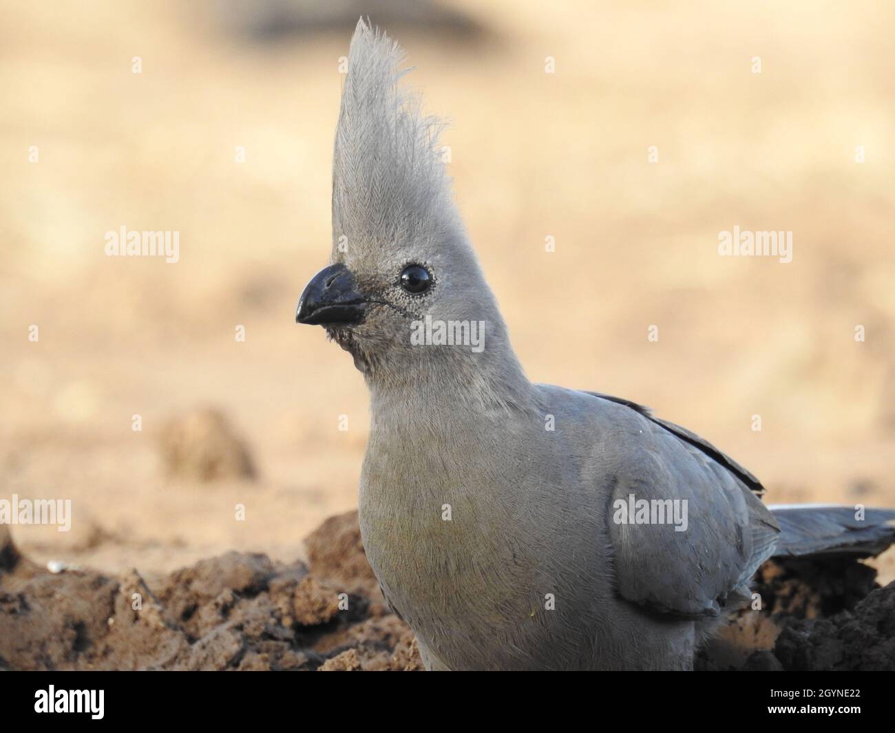 Messa a fuoco poco profonda di un pappagallo grigio all'aperto Foto Stock