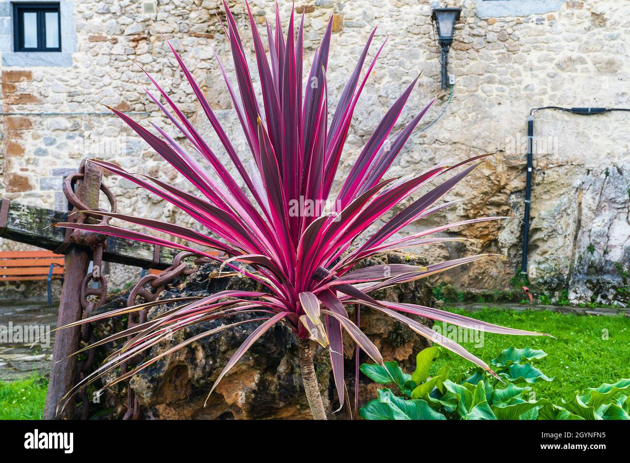 Cordyline australis. Pianta decorativa molto ornamentale di bei colori. Foto Stock