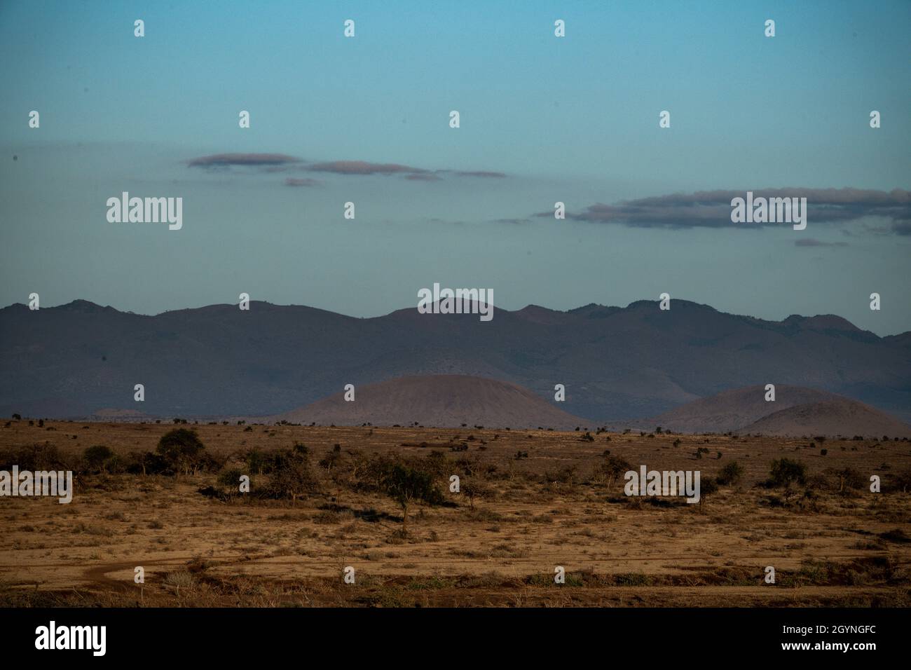 Incontra animali selvatici come la Giraffa che attraversa la strada Oloitoktok e il monte Vista sul Kilimanjaro - Parco Nazionale Amboseli Foto Stock