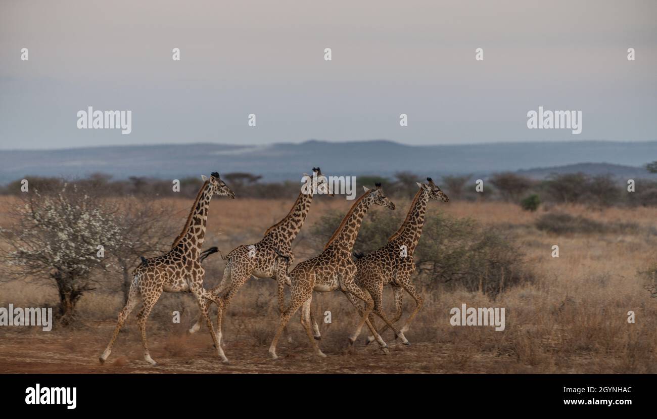 Incontra animali selvatici come la Giraffa che attraversa la strada Oloitoktok e il monte Vista sul Kilimanjaro - Parco Nazionale Amboseli Foto Stock