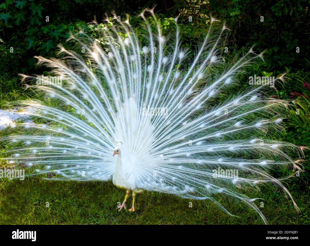 White Peacock ai Flamingo Gardens Foto Stock