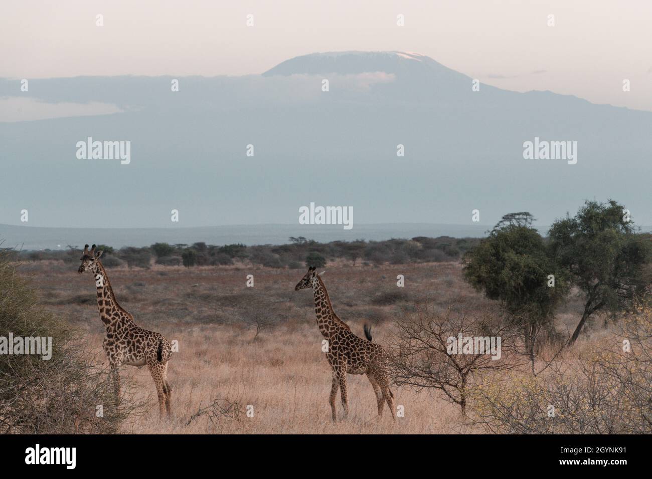 Incontra animali selvatici come la Giraffa che attraversa la strada Oloitoktok e il monte Vista sul Kilimanjaro - Parco Nazionale Amboseli Foto Stock