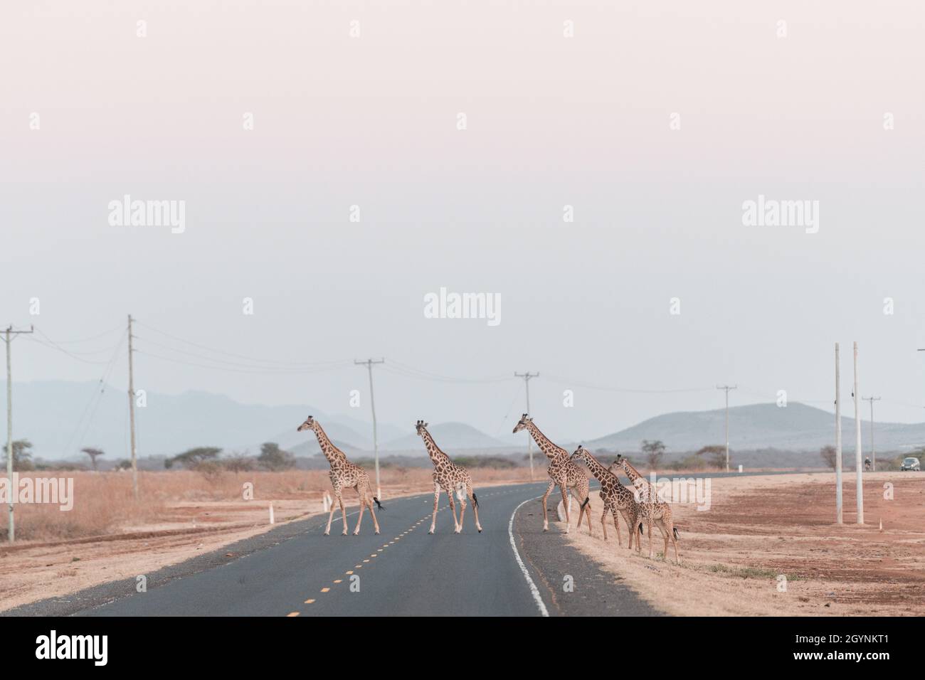 Incontra animali selvatici come la Giraffa che attraversa la strada Oloitoktok e il monte Vista sul Kilimanjaro - Parco Nazionale Amboseli Foto Stock