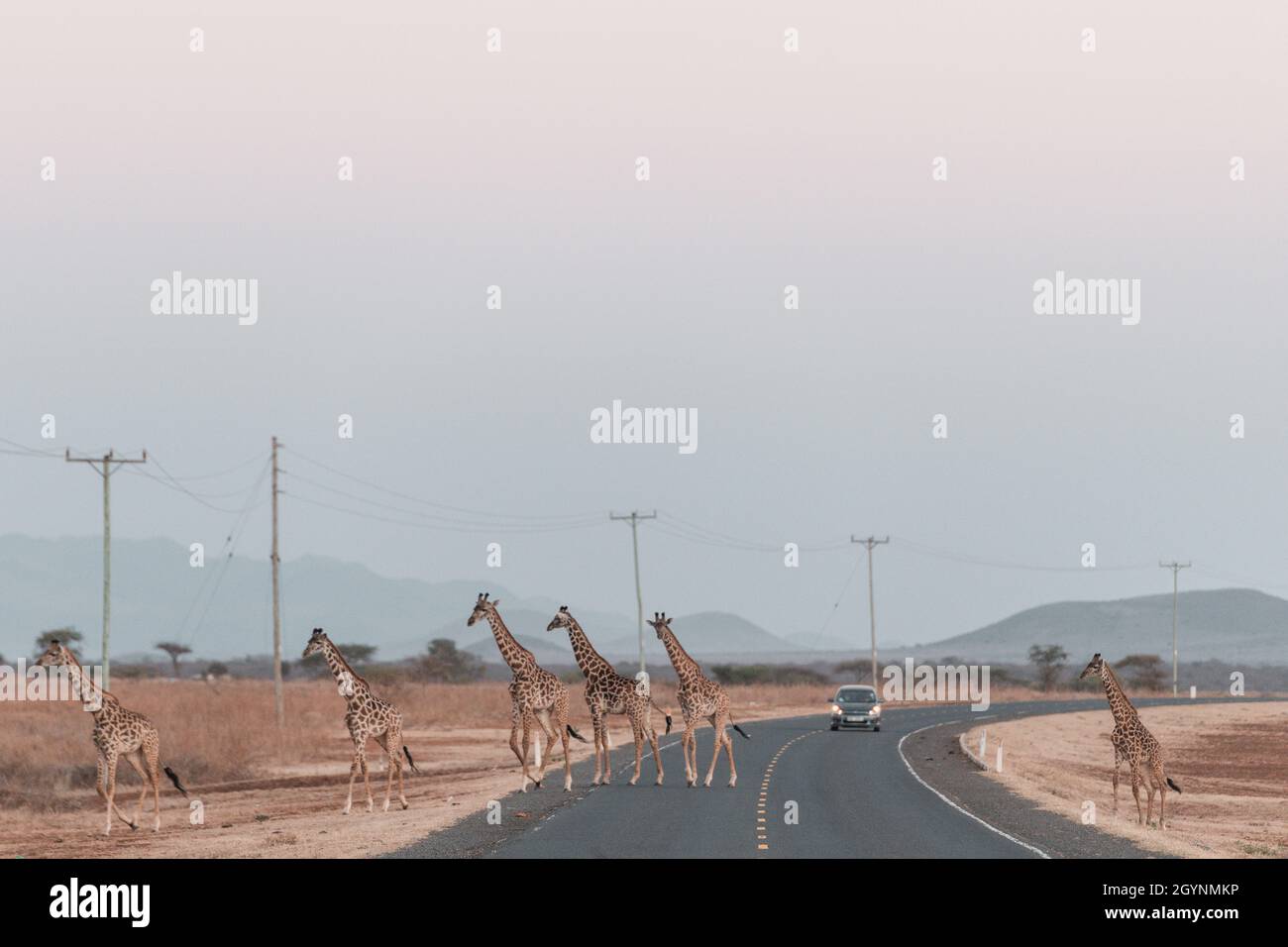 Incontra animali selvatici come la Giraffa che attraversa la strada Oloitoktok e il monte Vista sul Kilimanjaro - Parco Nazionale Amboseli Foto Stock