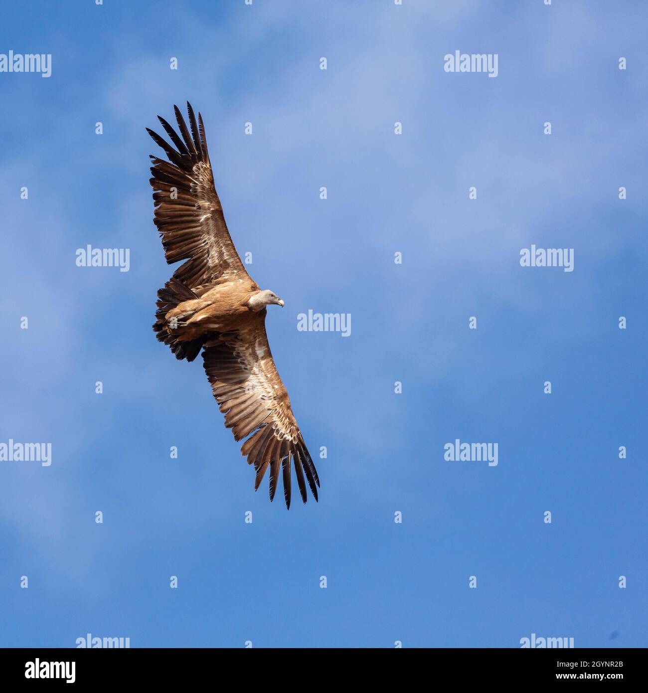 Vulture Eurasian Griffon, Gyps fulvus, che si alza contro un cielo blu con nuvole chiare, su Sierra de la Plata, Andalusia, Spagna. Foto Stock